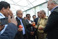 گلخانه ۲.۹ هکتاری فلفل دلمه‌ای رنگی در میناب افتتاح شد