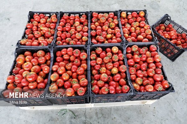 محصولاتی ارگانیکی که بدون کود و سم راهی بازار میشوند