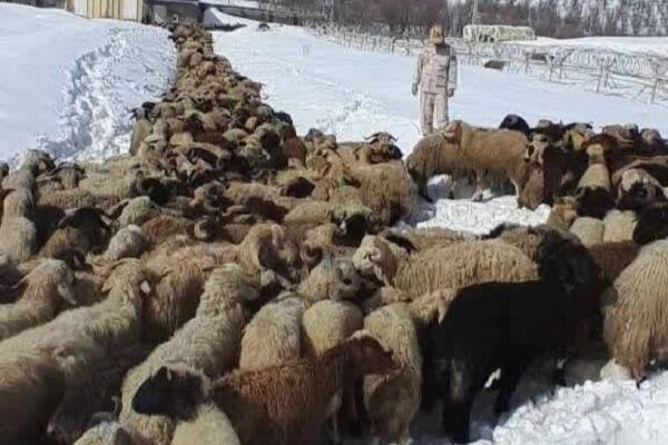 کشف ۵۵۴ رأس احشام قاچاق در نوار مرزی هنگ بانه کشف ۵۵۴ رأس احشام قاچاق در نوار مرزی هنگ بانه