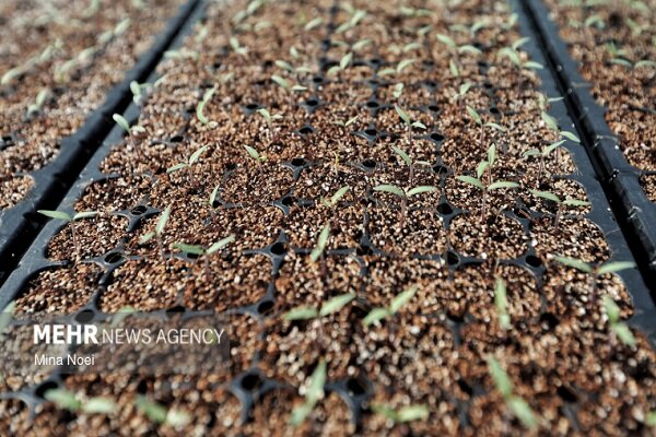 اشتغال،كشاورزي،كشت،بهشهر،دارويي،گياه،تعهدات،جهاد،اشاره