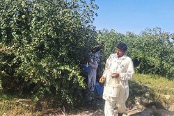 آغاز برداشت کُنار از باغات شهرستان دشتیاری