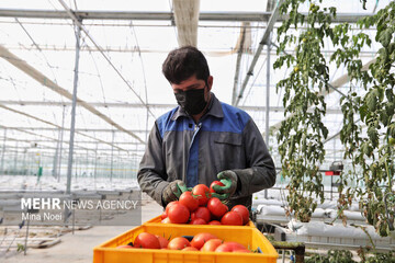 Iran’s agri. production up 500% over past 4 decades: official