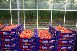 خمسه: سهم استان مرکزی در سفره کشاورزی سالانه ۳.۵ میلیون تن است