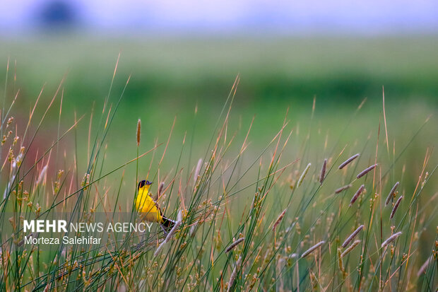 بیستم بهمن‌ماه؛ روز چهارمحال و بختیاری