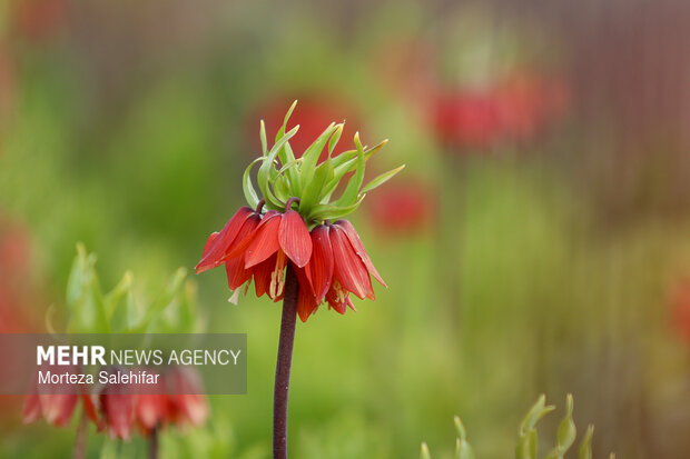 بیستم بهمن‌ماه؛ روز چهارمحال و بختیاری