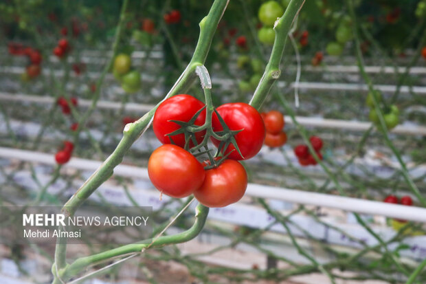 ۳۰درصد از سفره غذایی تهران از ورامین تأمین میشود