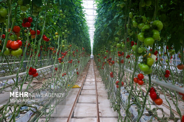 سفر وزیر جهاد کشاورزی به زنجان