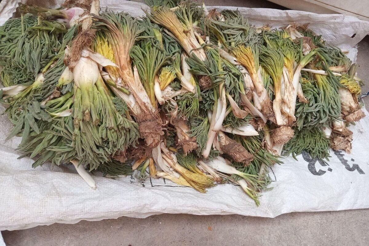 برداشت،گياه،كما،طبيعي،منابع،خراسان،جنوبي،آبخيزداري