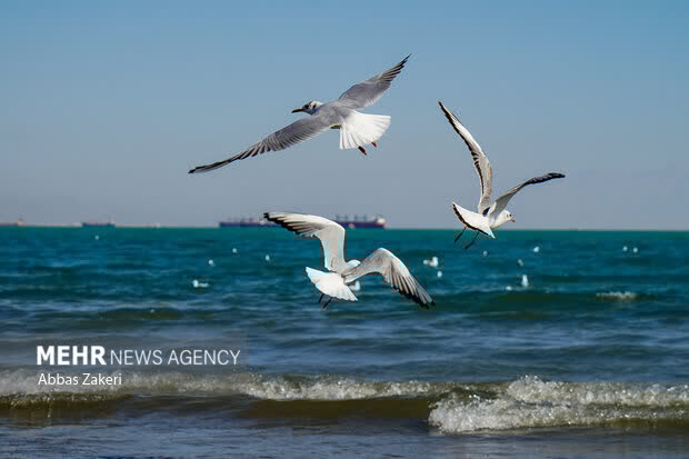 استان،وزش،صبحگاهي،هواشناسي،غبار،مه