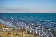 وضعیت جوی و دریایی استان بوشهر آرام است