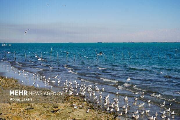 سواحل،استان،شمالي،وزش،باد،مركزي