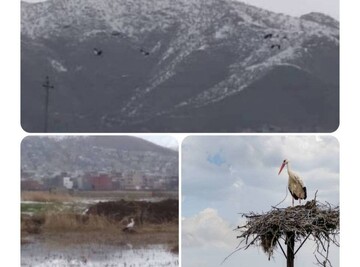 مهاجرت نخستین لک‌لک‌ها به تالاب زریبار مریوان