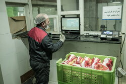 بازار مرغ مازندران در مسیر ثبات است