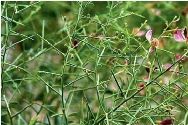 ۱۵۰ هکتار از اراضی گلوگاه زیر کشت گیاهان دارویی رفت