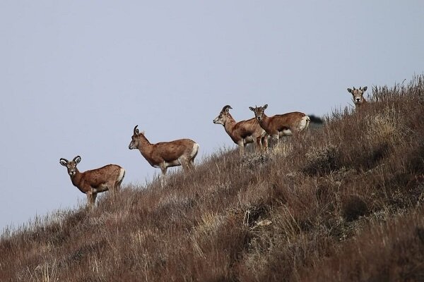 رأس،حفاظت،بز،سرشماري،منطقه،قوچ،ميش،استان،شهرستان،ثبت،تهران،ز ...