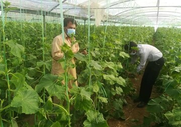 خوی در مسیر تبدیل به یکی از قطب‌های گلخانه‌ای آذربایجان ‌غربی