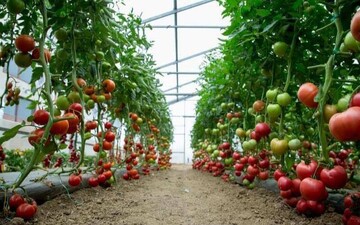 فعالیت ۷۵۰ واحد گلخانه‌ای در همدان؛ کاهش مصرف آب اولویت است