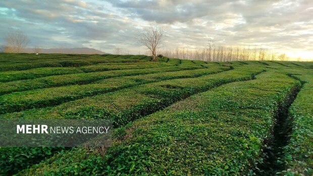 جوانی که قرآن را زندگی کرد؛ روایت یک انتخاب در دل یک روستا