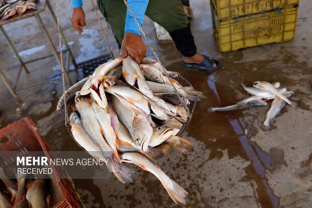 چالش ماهیگیران ونزوئلایی با آلودگی نفتی دریا
