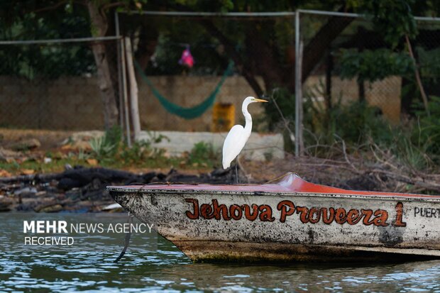 چالش ماهیگیران ونزوئلایی با آلودگی نفتی دریا