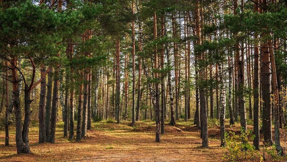 هكتار،بريكس،نهال،كاشت،كشور،شريك،احياي،درختان،استان،درصد،اعلام