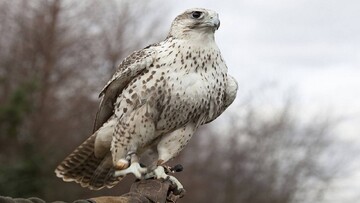 رهاسازی ۲ فرد بالابان در چهارمحال و بختیاری