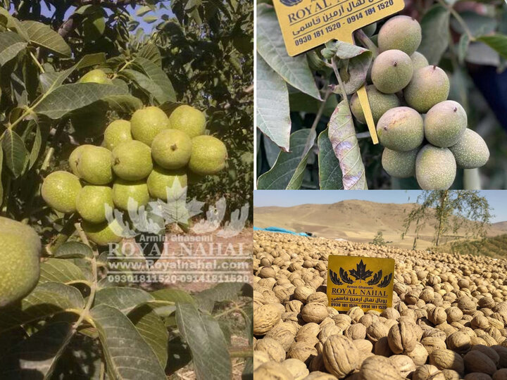 نهال گردویی که با ۸ تن باردهی در هکتار رکورد باردهی را شکست!