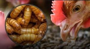 از مددجویی تا کارآفرینی؛ اصغر روحی در عنبران اشتغال پایدار خلق کرد