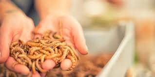 از مددجویی تا کارآفرینی؛ اصغر روحی در عنبران اشتغال پایدار خلق کرد