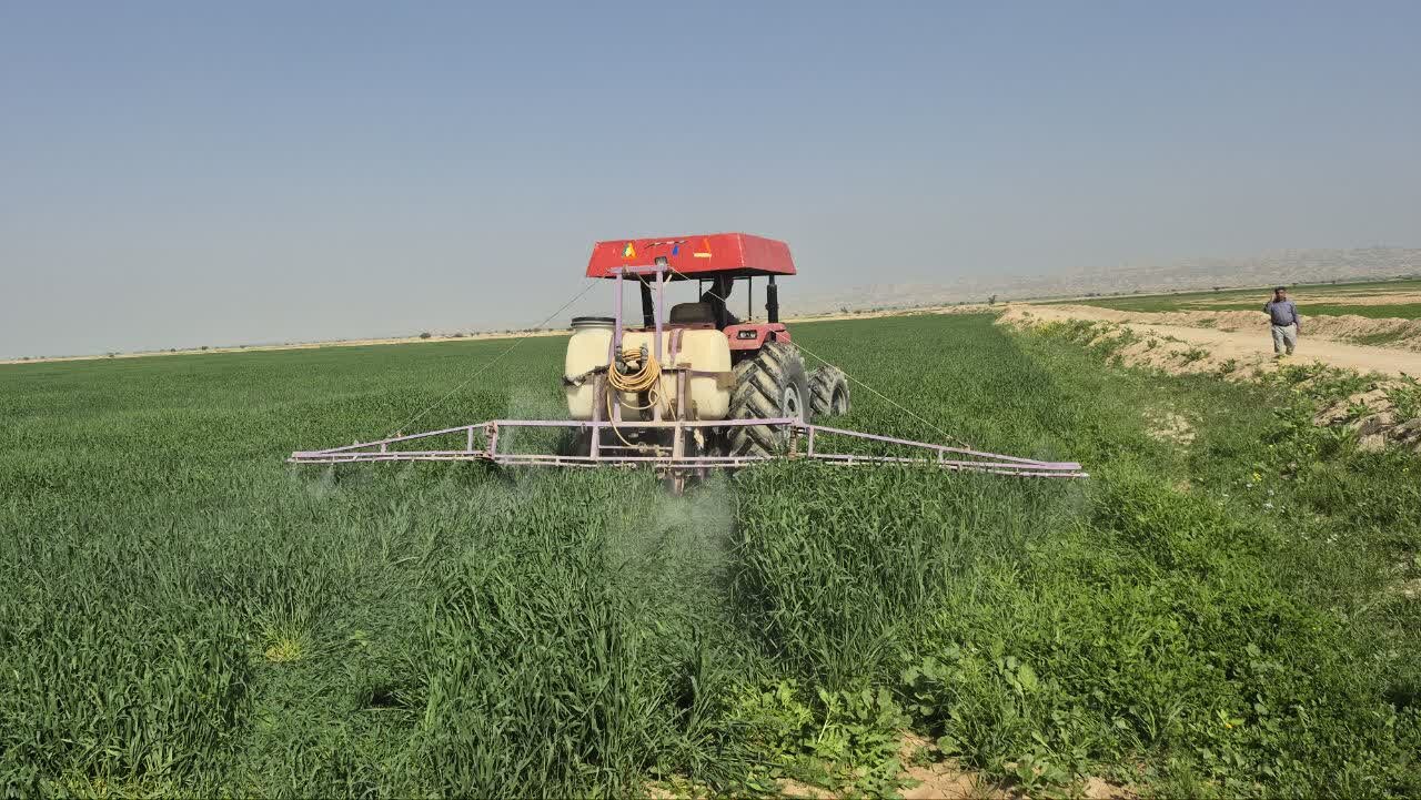 مزارع،كشاورزان،هرز،گناوه،مانور،بوشهر