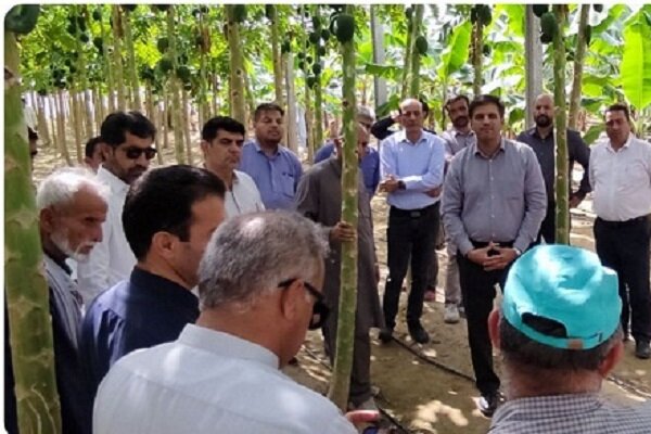 موز،استان،كشاورزي،جشنواره،كنارك،ترويجي،محصول،توليد