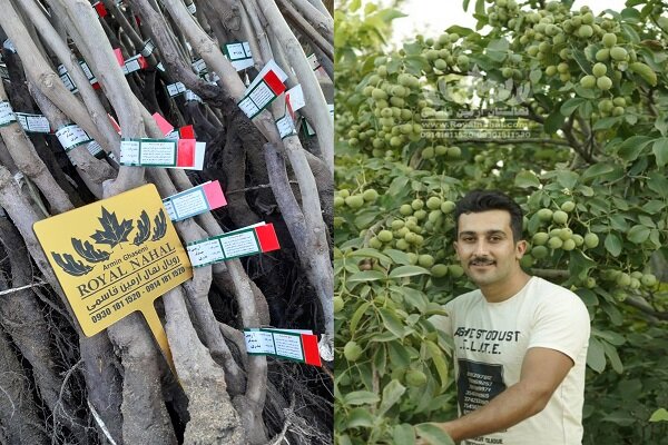 نهال،رويال،گردو،ژنوتيپ،باردهي،كاشت،هكتار،توليد،بازدهي،سنتي،پ ...