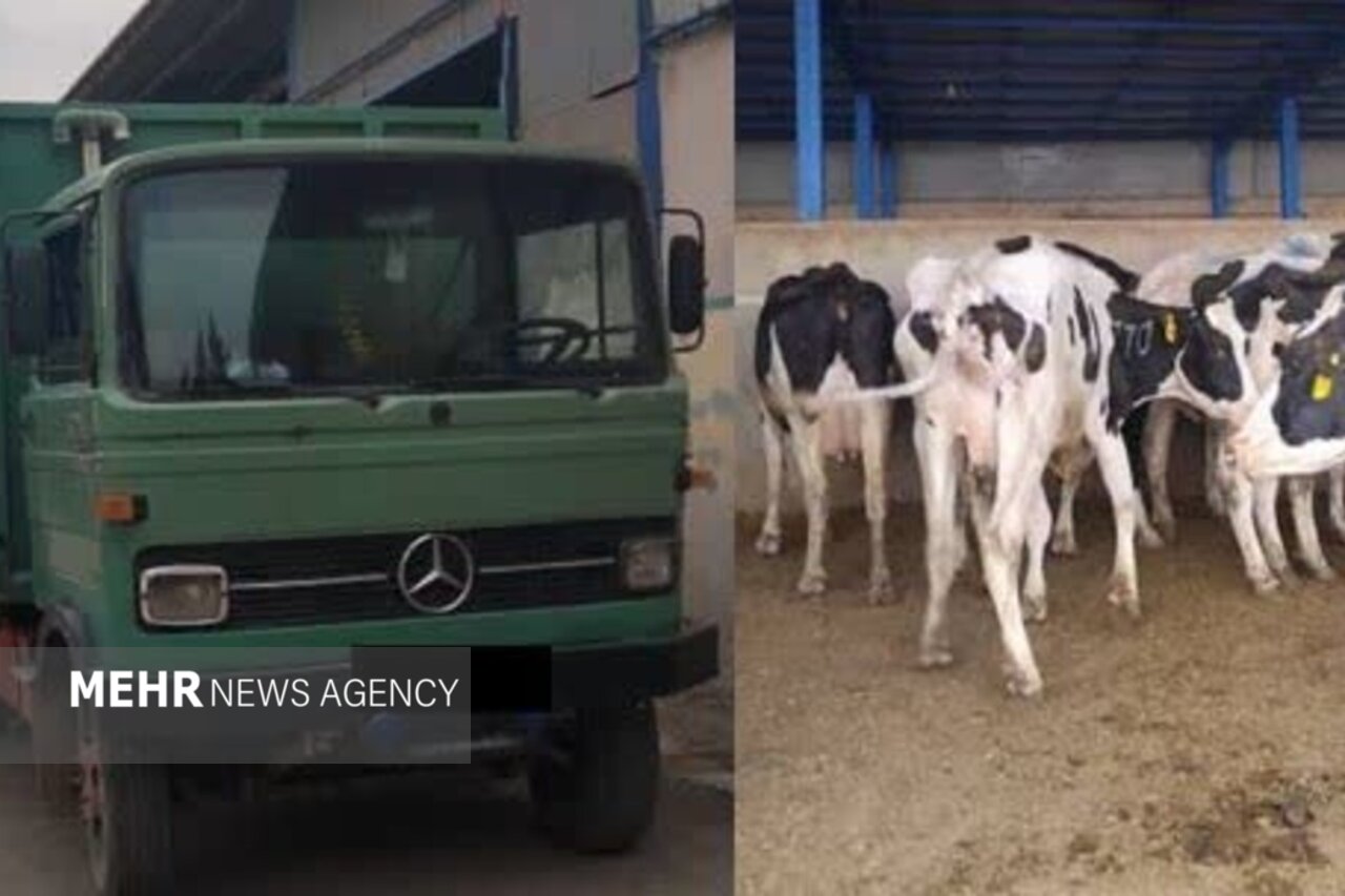 احشام،رأس،خاور،كلانتري،قضائي