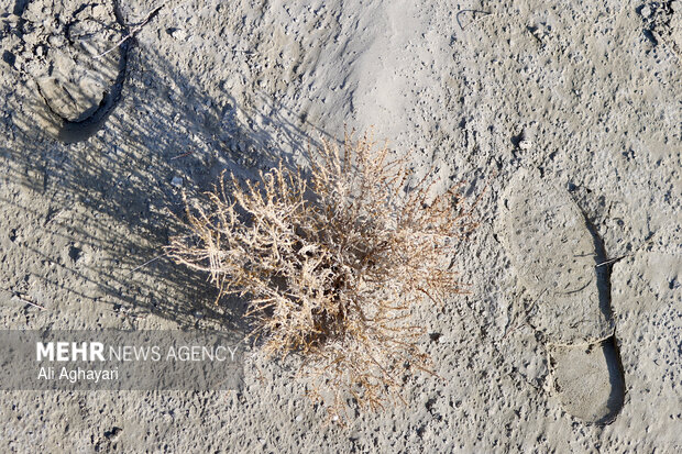 بازدید دبیر کارگروه ملی نجات دریاچه ارومیه از پروژه‌های تثبیت ریزگردهای حاشیه دریاچه