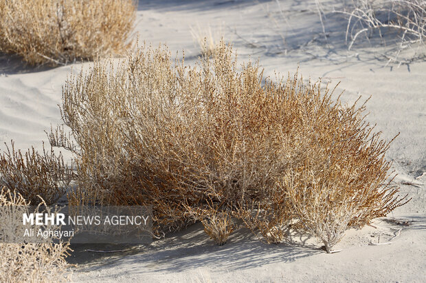 بازدید دبیر کارگروه ملی نجات دریاچه ارومیه از پروژه‌های تثبیت ریزگردهای حاشیه دریاچه