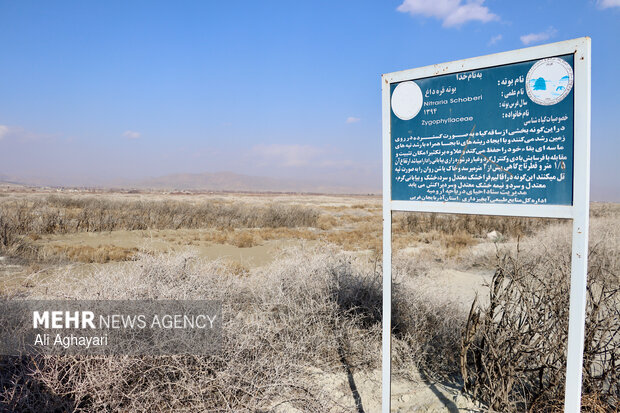 بازدید دبیر کارگروه ملی نجات دریاچه ارومیه از پروژه‌های تثبیت ریزگردهای حاشیه دریاچه