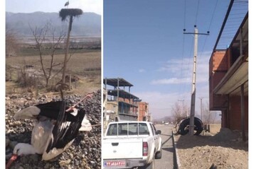 برخورد لک‌لک مهاجر با سیم برق در مریوان جان پرنده را گرفت