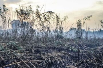 پیگیری بین‌المللی خسارات زیست‌محیطی جنگ