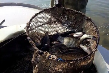 تولید و صادرات آبزیان تقویت می‌شود