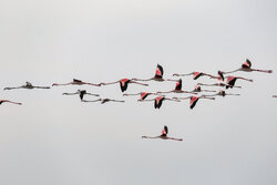 فلامینگوها در ساحل بندرعباس