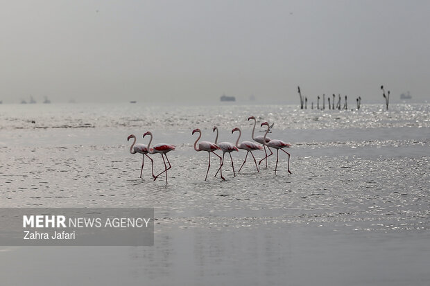 فلامینگوها در ساحل بندرعباس