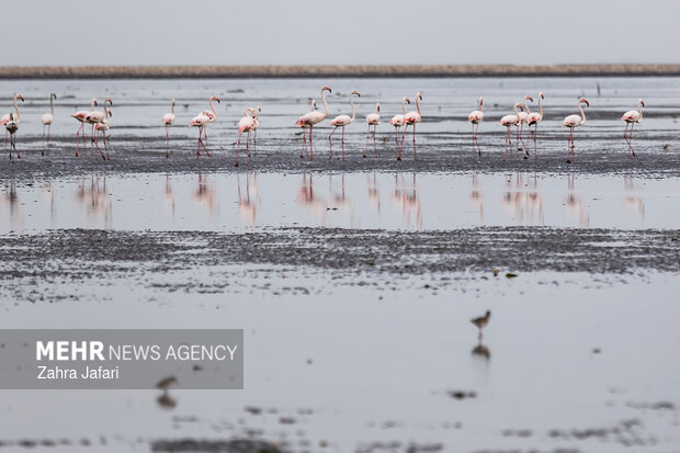 فلامینگوها در ساحل بندرعباس