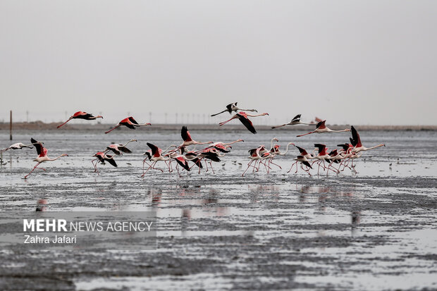 فلامینگوها در ساحل بندرعباس