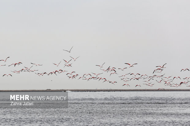 فلامینگوها در ساحل بندرعباس