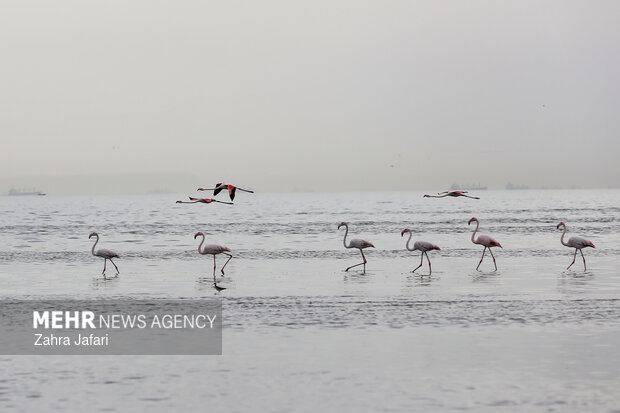 فلامینگوها در ساحل بندرعباس