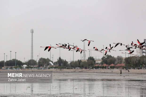 فلامینگوها در ساحل بندرعباس