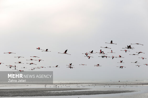 فلامینگوها در ساحل بندرعباس