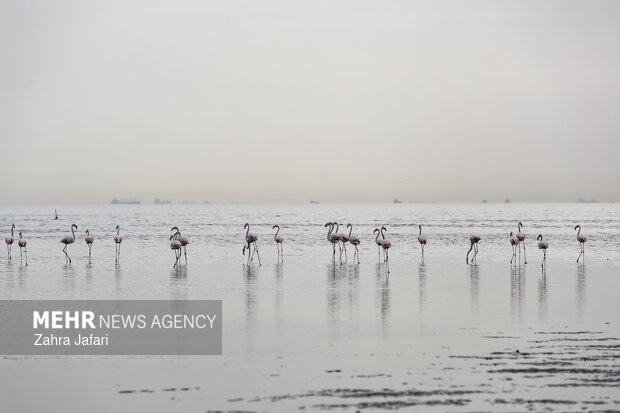 فلامینگوها در ساحل بندرعباس