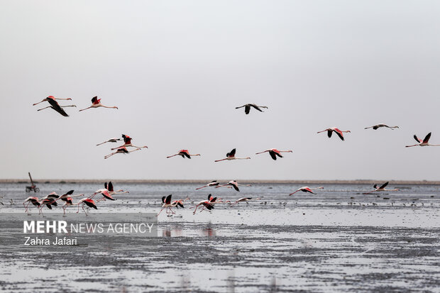 فلامینگوها در ساحل بندرعباس