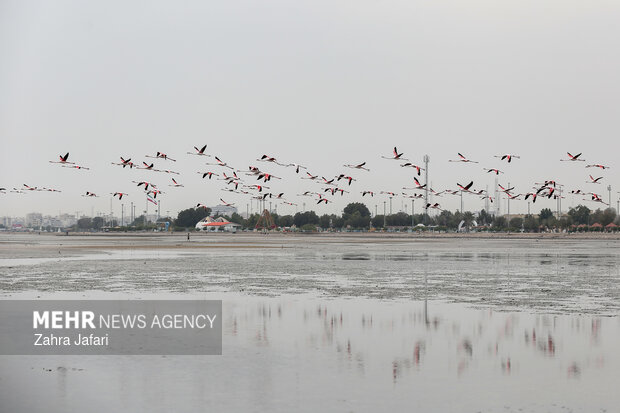 فلامینگوها در ساحل بندرعباس
